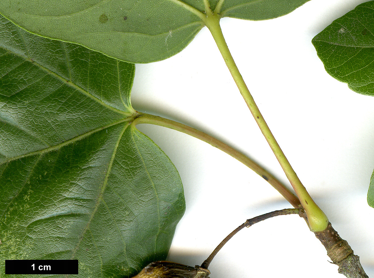 High resolution image: Family: Sapindaceae - Genus: Acer - Taxon: ×coriaceum (A.monspessulanum × A.opalus)